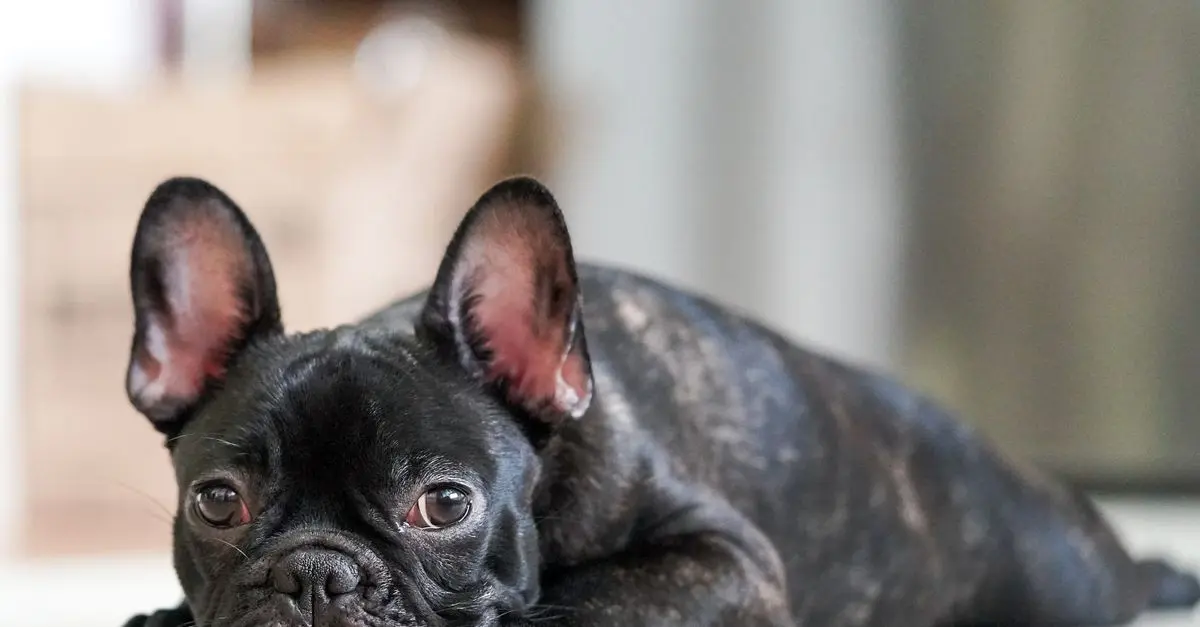 Pet Nutrition