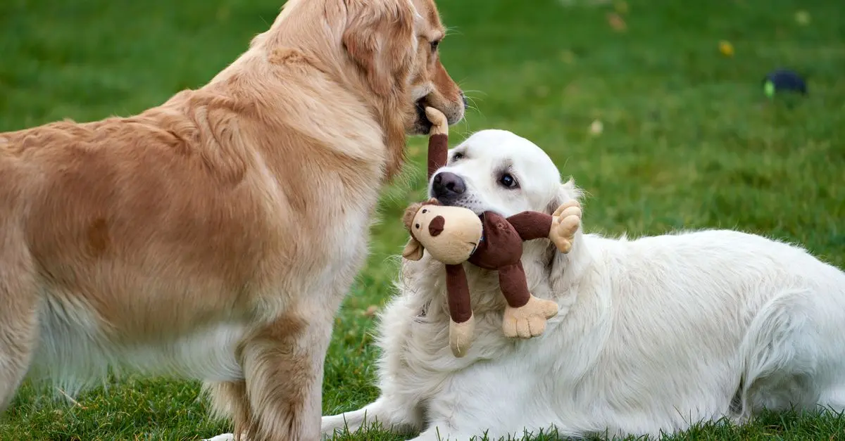 Top Interactive Dog Toys: Complete Buying Guide
