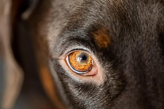 Best Pet Cameras for Monitoring Your Pets