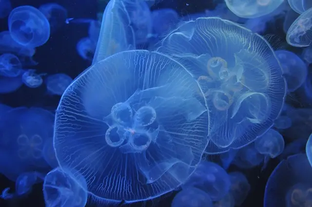 Best Aquariums for Beginners: Your Comprehensive Buying Guide